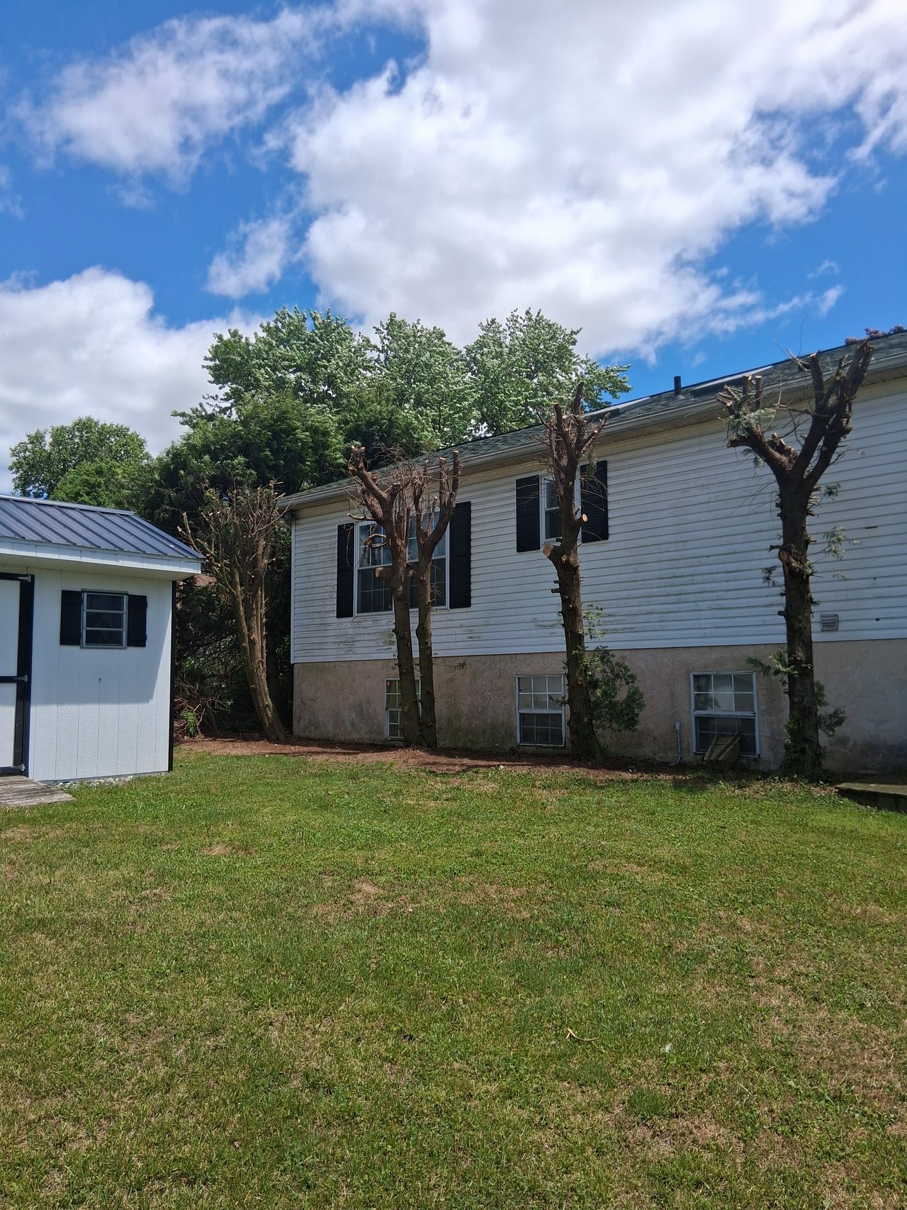Trees cut back hard away from a house roofline