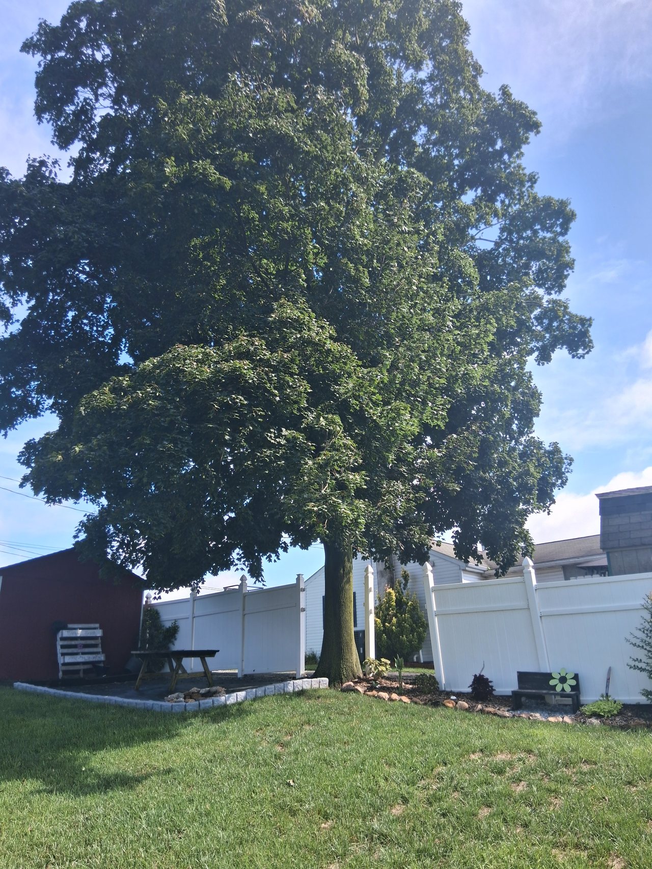 A mature maple standing over a back garden in Lancaster County, photographed before removal