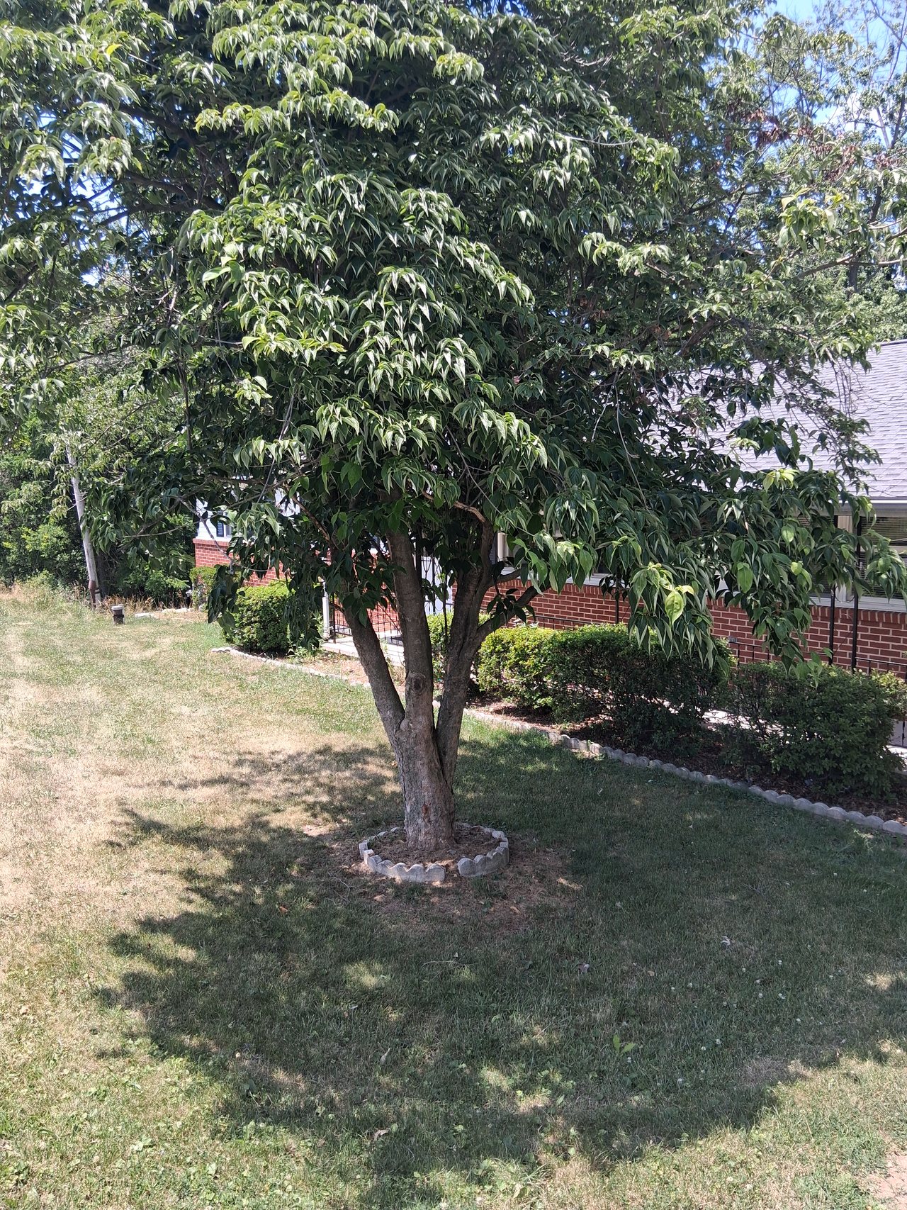 A multi trunk tree beside a brick house before removal