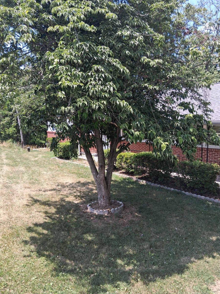 The multi trunk tree standing beside the house at 12:15