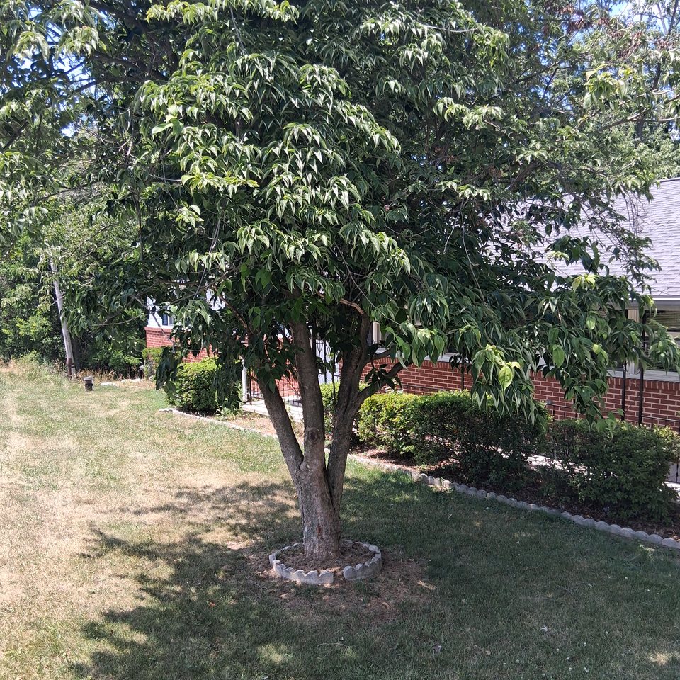 Dense growth beside a property before clearing